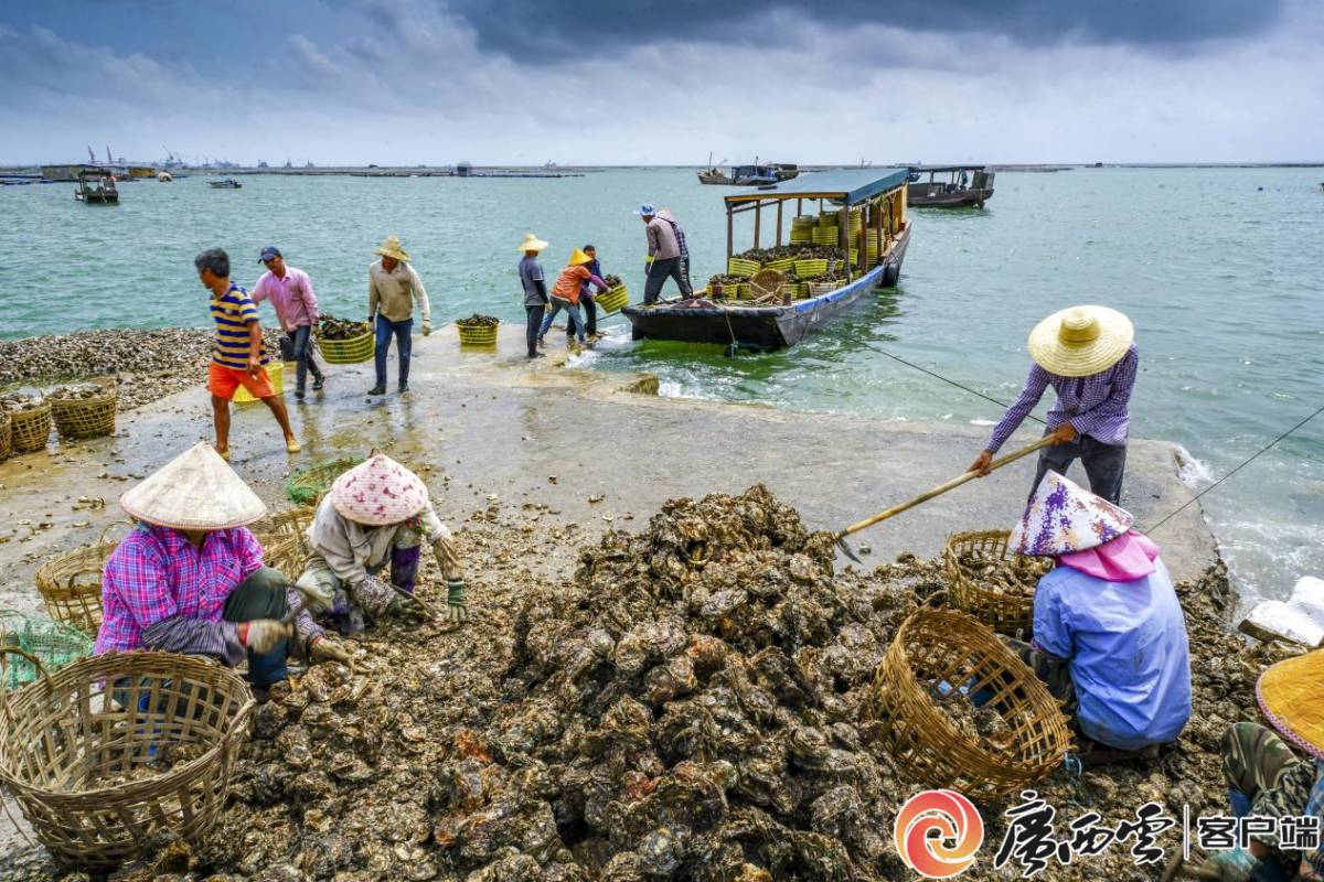 持证耕海向海图强丨广西以养殖用海改革破题海洋强区建设(图3)