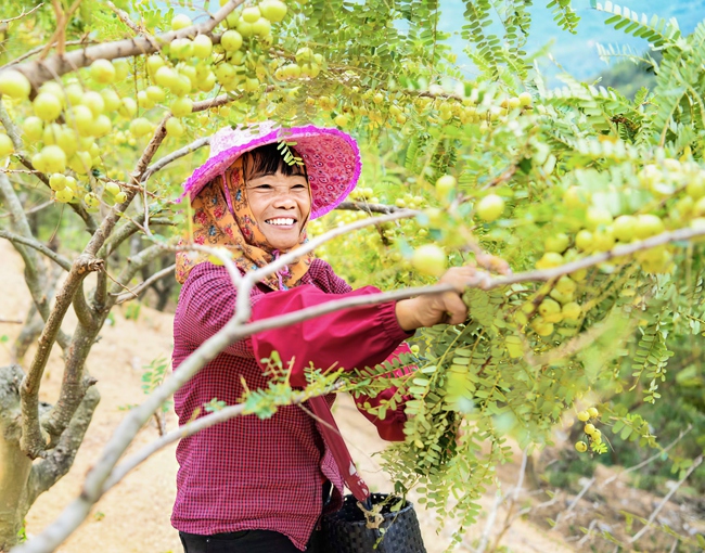 福建惠安：党支部领办合作社“党建红”串起“致富果”(图1)