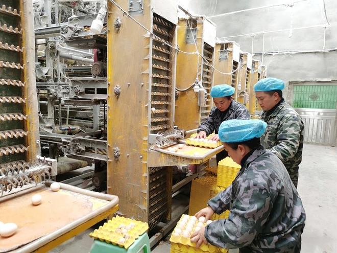 都匀税务：“啄”开致富路护航蛋品香(图2)