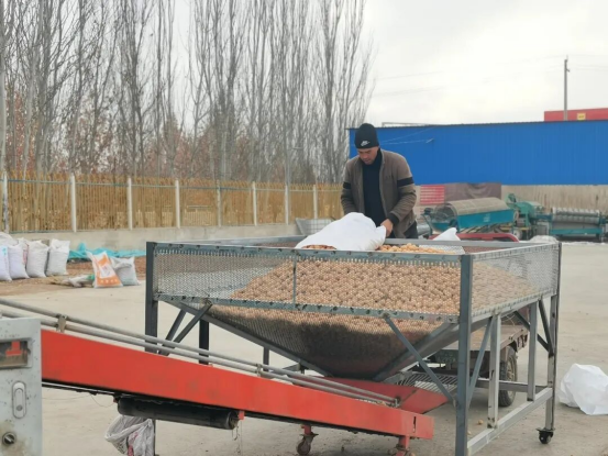 泽普核桃借合作社之力远销海外拓市场带动农户增收(图1)