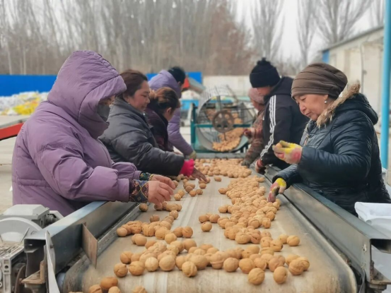 泽普核桃借合作社之力远销海外拓市场带动农户增收(图3)