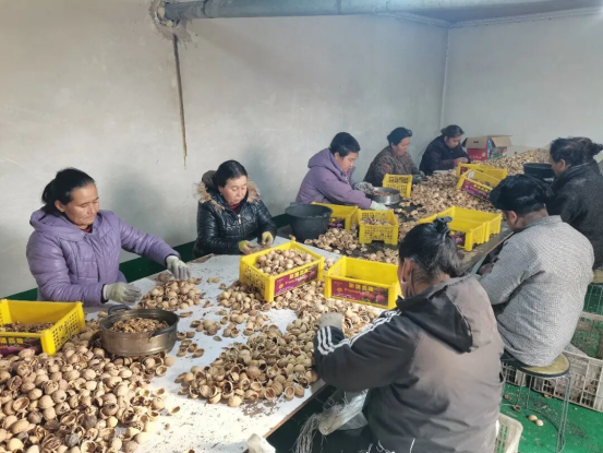 泽普核桃借合作社之力远销海外拓市场带动农户增收(图4)