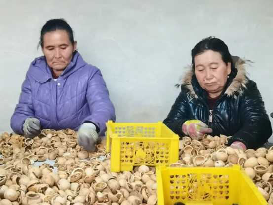 泽普核桃借合作社之力远销海外拓市场带动农户增收(图5)