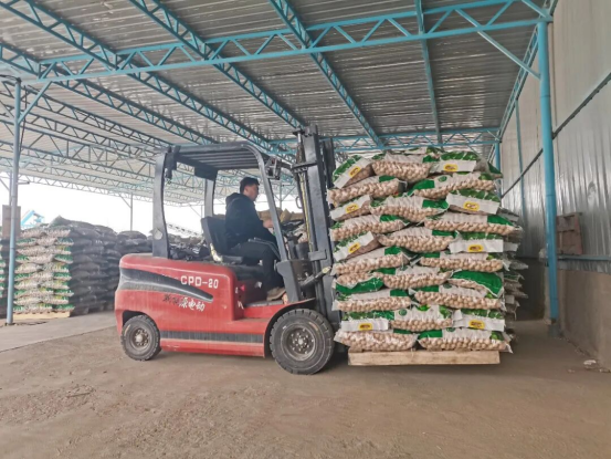 泽普核桃借合作社之力远销海外拓市场带动农户增收(图7)