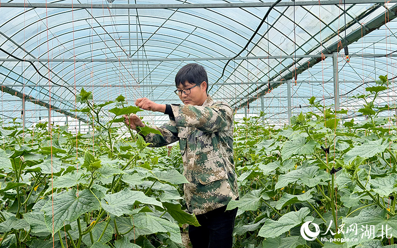 湖北沙洋：全域土地整治讓“一處美”變“一片美”(图1)