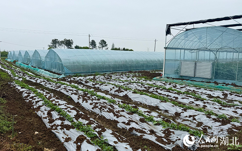 湖北沙洋：全域土地整治讓“一處美”變“一片美”(图2)