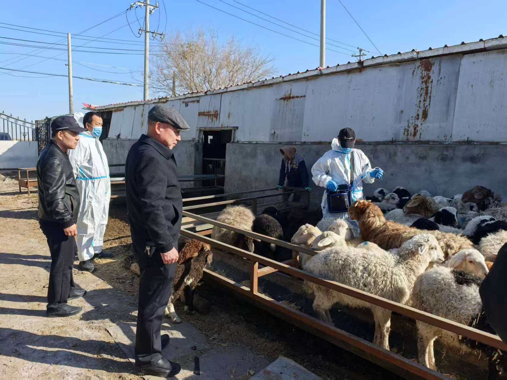 塔城：“牧九条”让养殖户底气更足(图2)