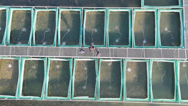 全满贯！青浦“住别墅”的大闸蟹火出圈(图1)