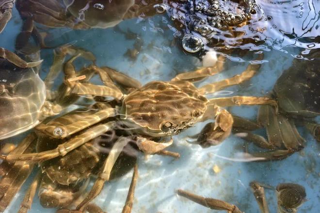 全满贯！青浦“住别墅”的大闸蟹火出圈(图7)