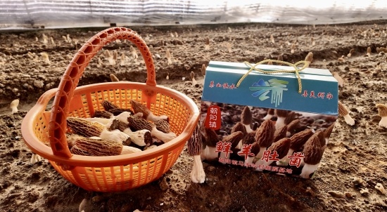 兴业·强县·富民｜小菌伞“撑”起富民路特色菌香漫乡村(图4)