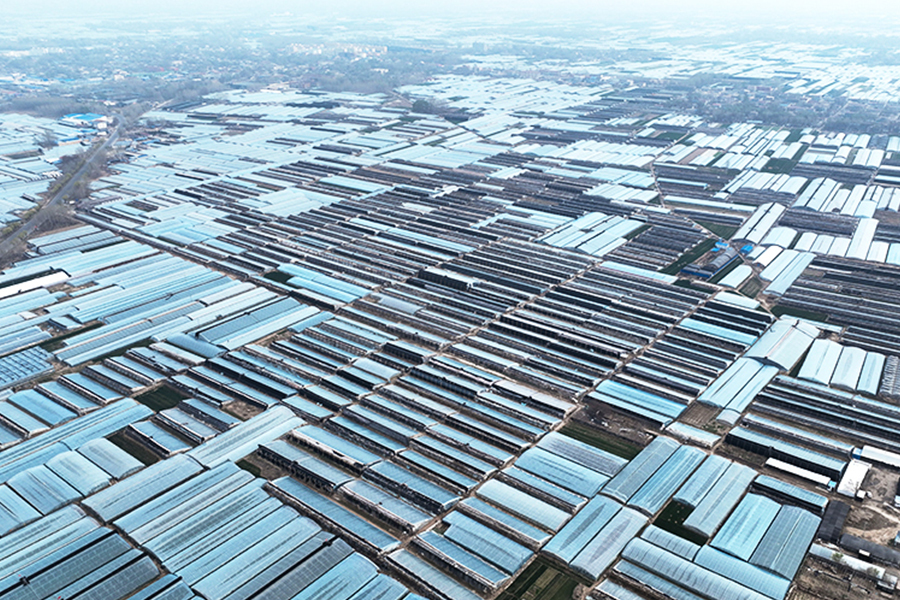 “莘县蔬菜”叫响全国的背后——莘县现代农业发展观察之品牌强农篇(图1)