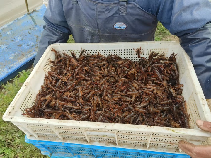 【开局之年看中国·遇见不一样的江苏】全国抢养龙虾江苏靠什么打赢品牌战？(图3)